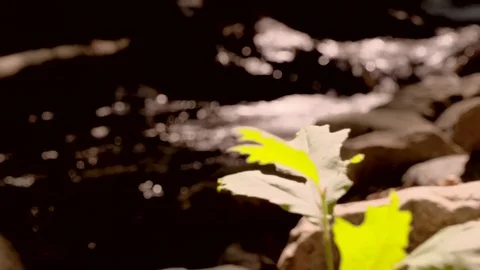 River flowing over rocks in slow motion in Sapanca city / Turkey Vídeo Stock 79925602