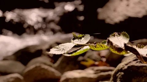 River flowing over rocks in slow motion in Sapanca city / Turkey Vídeo Stock 79925632