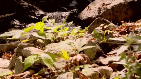 River flowing over rocks in slow motion in Sapanca city / Turkey Vídeo Stock 79925708