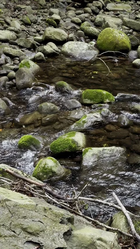 River flowing in a rainy forest Stock Footage 270696748