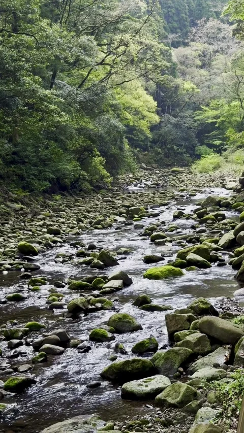River flowing in a rainy forest Stock Footage 270696937
