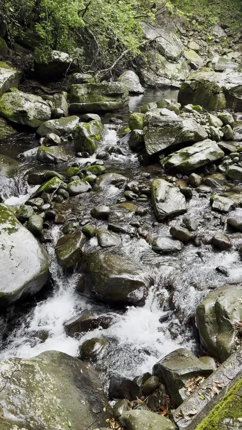 River flowing in a rainy forest Stock Footage 270697035