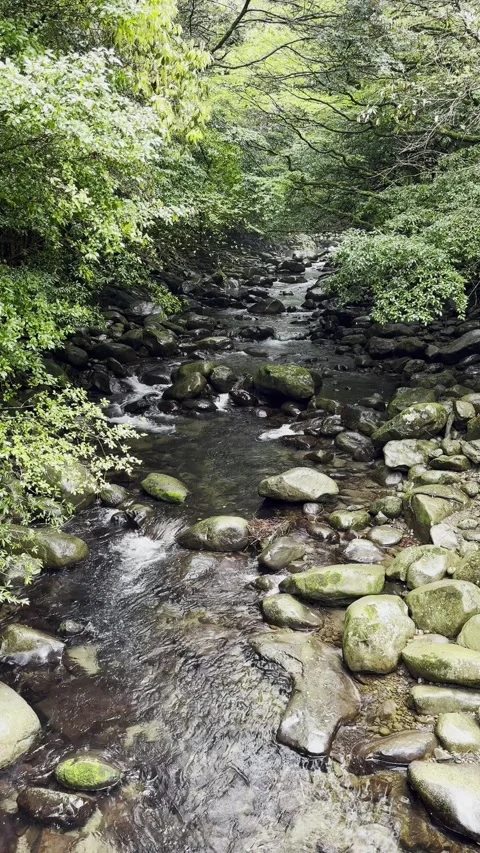 River flowing in a rainy forest Stock Footage 270697223