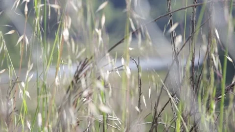 A RIVER Flowing with Shrubbery in the Foreground/Rack Focus, (HD 24p) Stock Footage 272192479