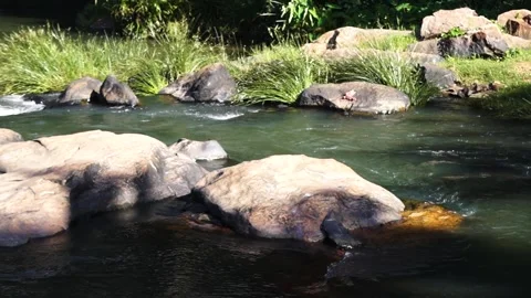 River flowing in summer Stock Footage 288397013