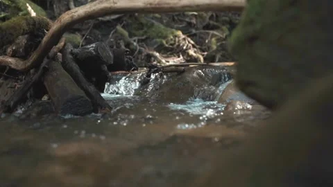 River Flowing Through Branches Video stock 242205232