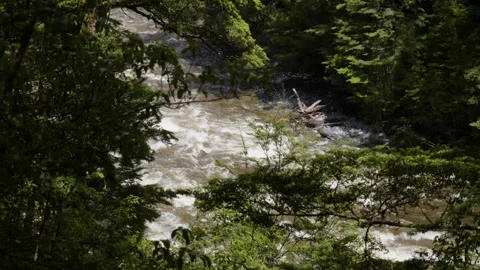 River flowing through branches of trees Stock Footage 327764644