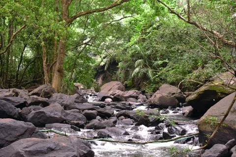 River flowing through a deep forest Stock Photos