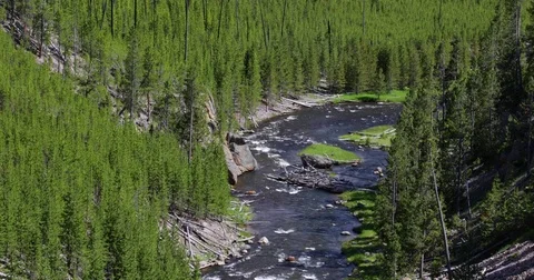 River flowing through dense forest 4k 24fps Vídeo Stock 79295068