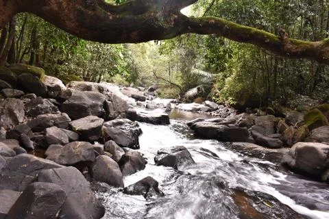 A river flowing through dense forest Stock Photos