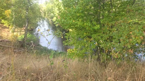 River Flowing Through Dense Green Forest With Small Distant Rapids Stock Footage 348028502