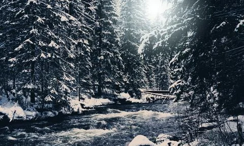 River flowing through a dense pine forest covered in snow. Stock Photos