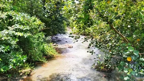 River flowing through dense tropical forest nature background Stock Footage 329922218