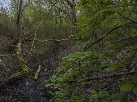 The river flowing through the forest and the fallen trees Stock Photos