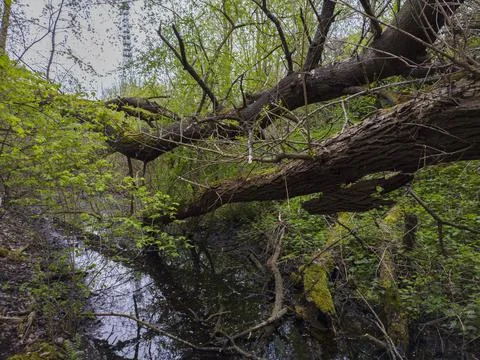 The river flowing through the forest and the fallen trees Stock Photos
