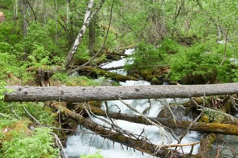 River flowing through the forest. Beautiful landscape in the springtime. Stock Photos