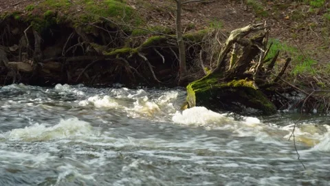 A river flowing through the forest erodes the banks and roots of trees. Stock Footage 308318053