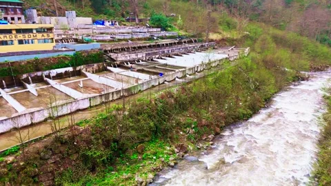 A river flowing through a forest filled with trees Stock Footage 272792926