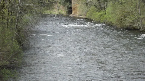 River flowing through the forest Stock Footage 44361067