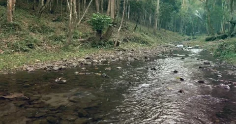 River Flowing Through Forest Stock Footage 47625058