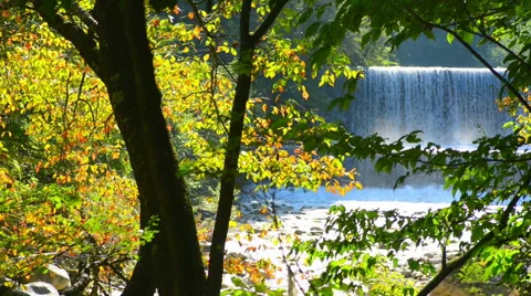 River flowing through the forest 動画素材 50338003