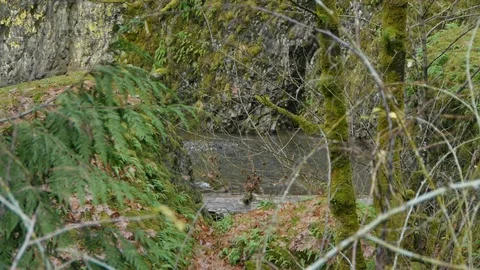 River Flowing Through the Forest Stock Footage 93491715