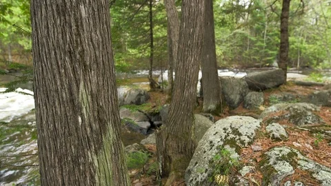 A River Flowing Through the Forest Stock Footage 115274553
