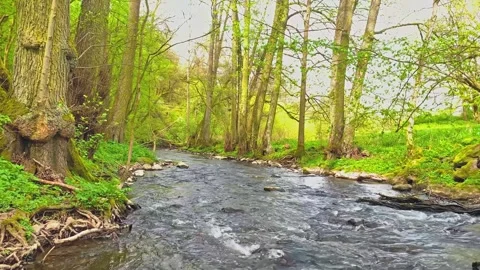 River Flowing Through Forest Stock-Footage 274813388