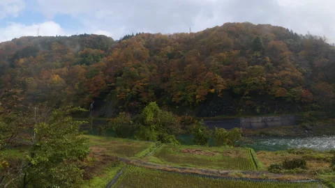 A river flowing through a forest in the Japanese alps Vídeo Stock 329616248