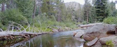 River flowing through the forest at Lake Tahoe Stock Footage 92052120