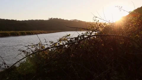 River flowing through a forest landscape Vidéo 248731927