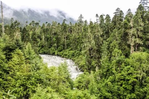 River flowing through forest Stock Photos