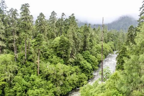 River flowing through forest Stock Photos