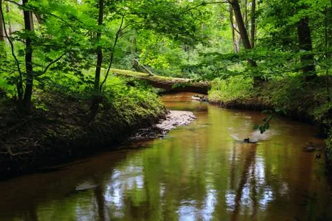 River flowing through a forest Stock Photos