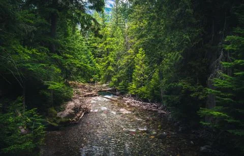 River flowing through a forest. Stock Photos