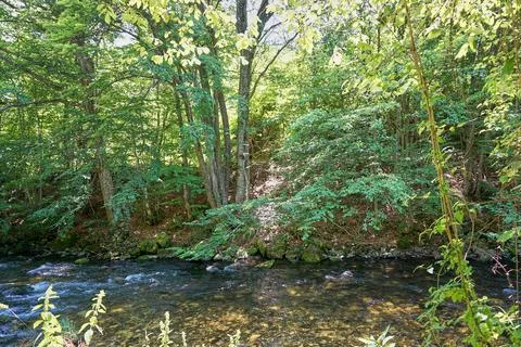 River flowing through the forest Stock Photos