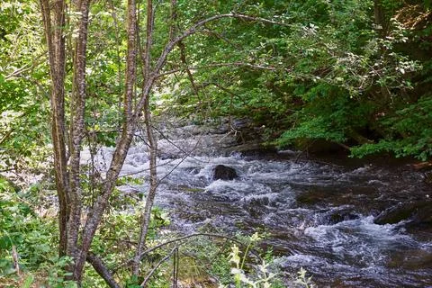 River flowing through the forest Stock Photos