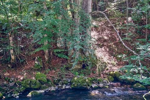 River flowing through the forest Stock Photos