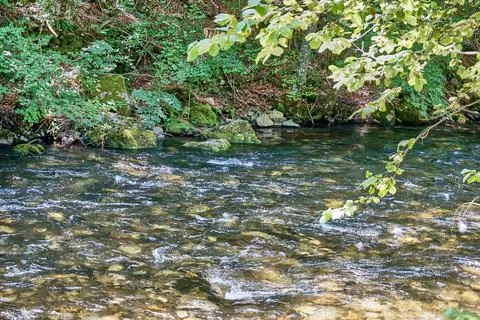 River flowing through the forest Stock Photos