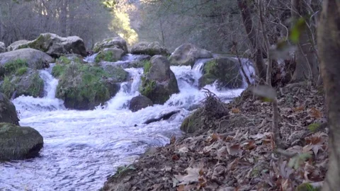 River flowing through forest slider shot Video stock 109483432