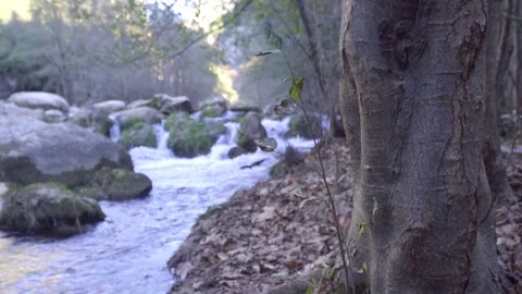 River flowing through the forest slider Video stock 109483440