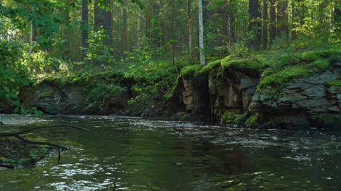 A river flowing through a forest. The stone shore is covered with moss. Stock Footage 308318845