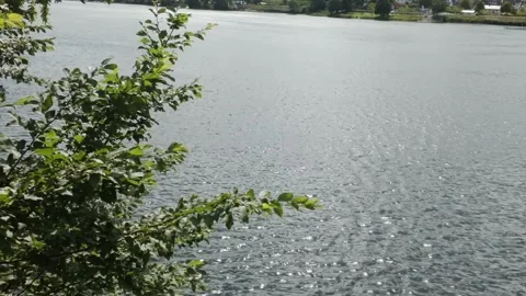 The river flowing through the forest in summer Stock Footage 336447944