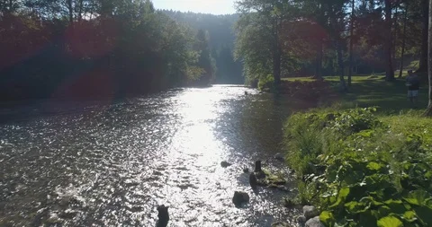River flowing through forest on a sunny day Video stock 85969069