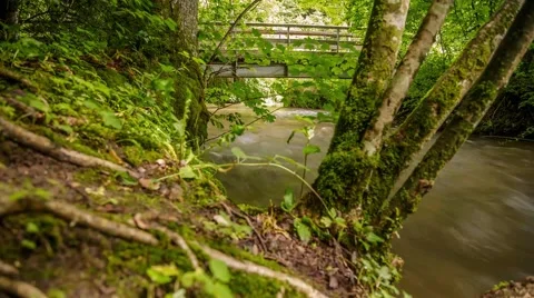 River flowing through the Forest - Time Lapse Stock Footage 63952922