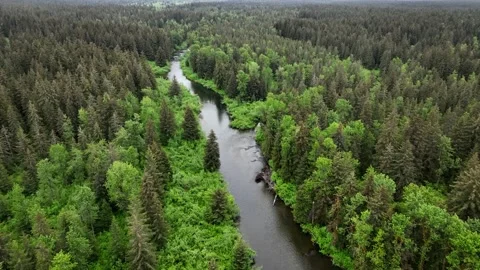 River Flowing Through Forest | Yakutat Alaska Drone Vídeos de archivo 331499048