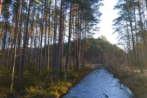 River flowing through forests and groves in golden time Stock Photos