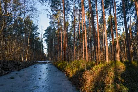 River flowing through forests and groves in golden time Stock Photos