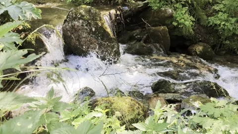 A river flowing through the forests Vídeos de archivo 341108341