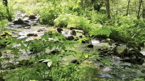 River flowing through the forests Stock Footage 341121584